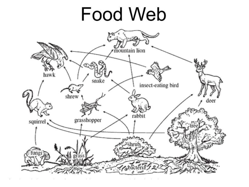 Make A Food Chain Activity Environmental Science